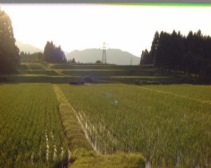 画像4: 自然栽培ササニシキ　白米５ｋｇ