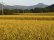 画像9: 減農薬　ササニシキ　玄米５ｋｇ