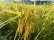 画像8: 減農薬　ササニシキ　玄米５ｋｇ