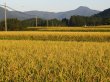 画像9: 減農薬　ササニシキ　玄米５ｋｇ (9)