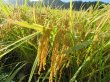 画像8: 減農薬　ササニシキ　玄米５ｋｇ (8)