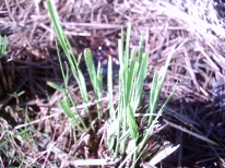 ハスカップの植付け準備